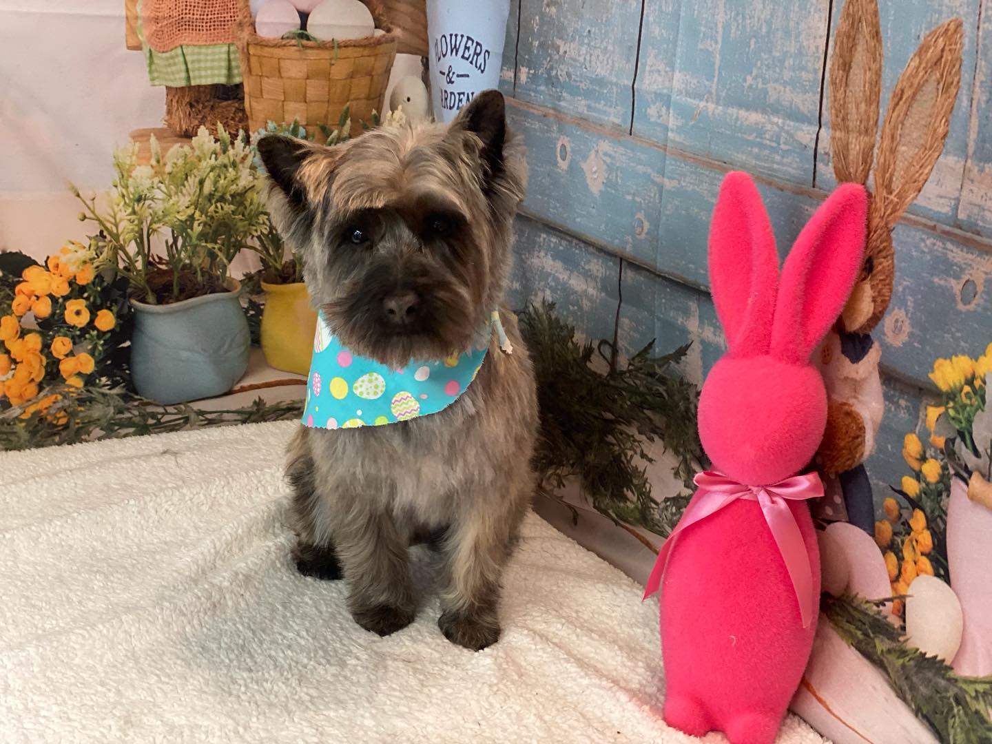 Easter Rabbits Eggs Basket Backdrop for Photo Shots SH-824