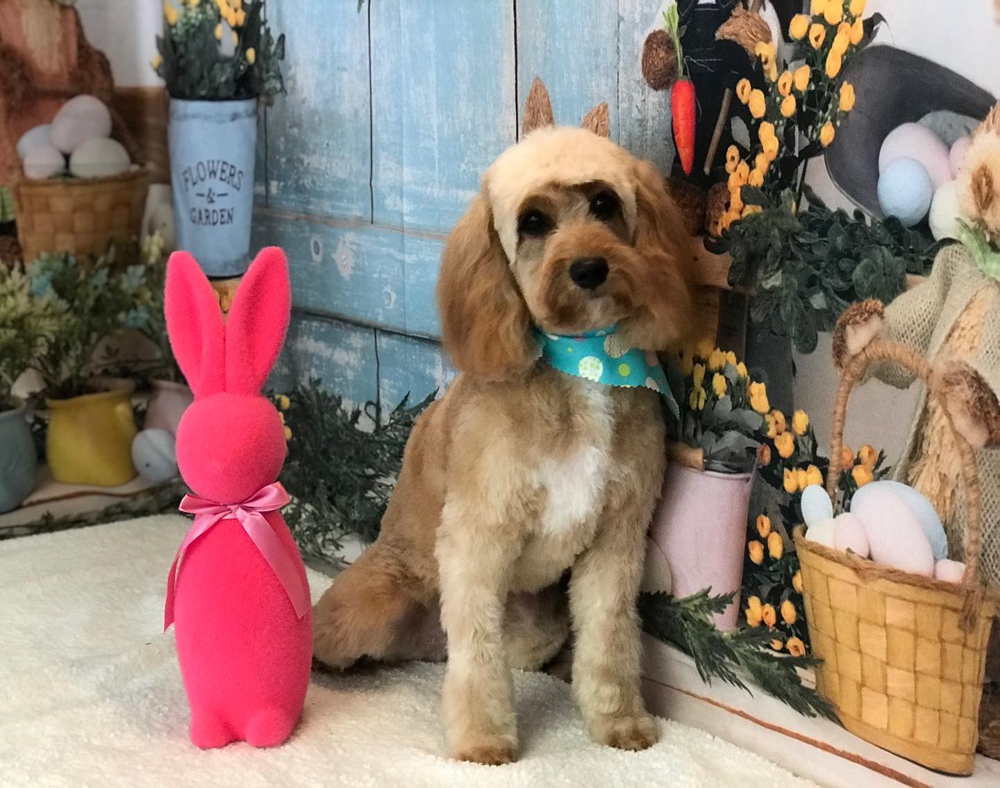 Easter Rabbits Eggs Basket Backdrop for Photo Shots SH-824