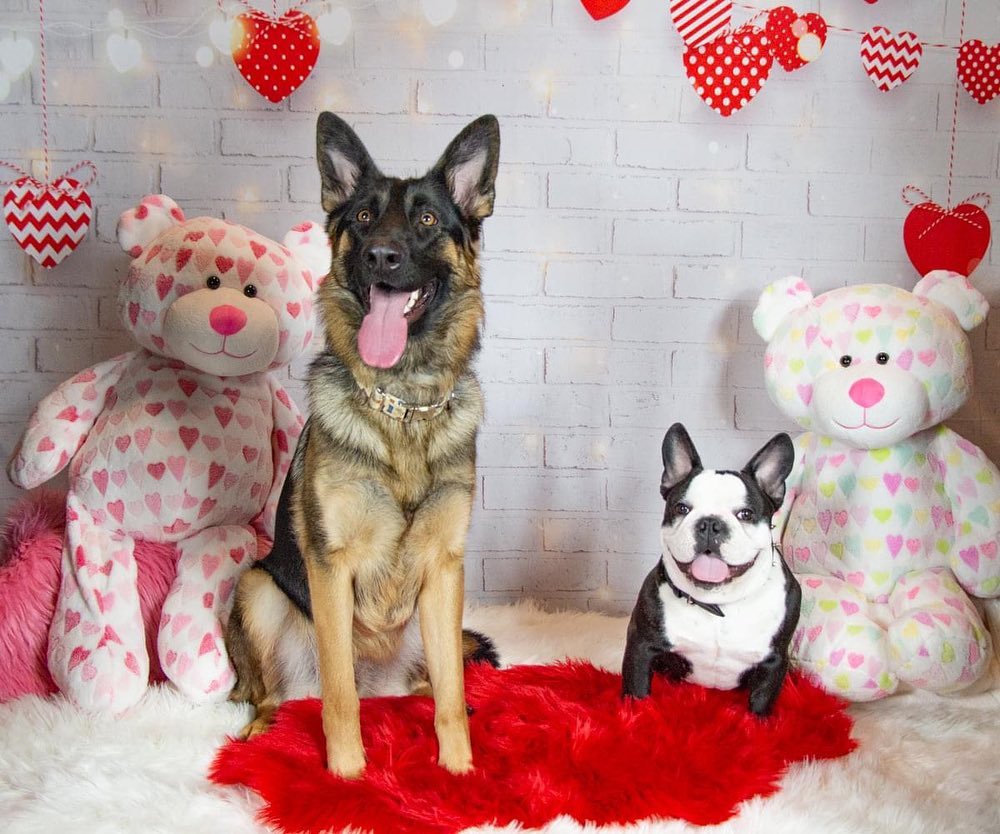 Brick Hearts Lights Backdrops for Valentine Photo Shoot D691