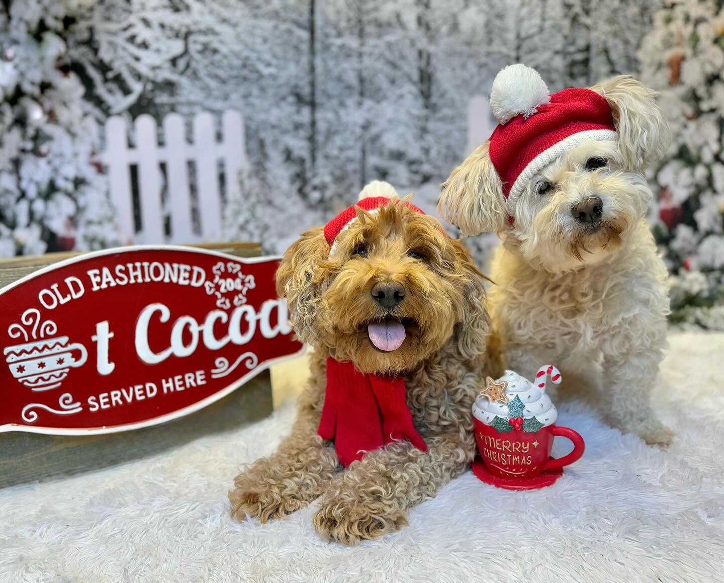 Frozen Forest Light Strings Christmas Backdrop D990