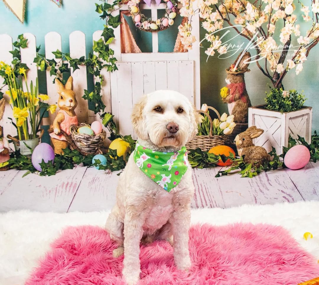 Easter Bunny Eggs Colorful Flowers Backdrop UK D1053