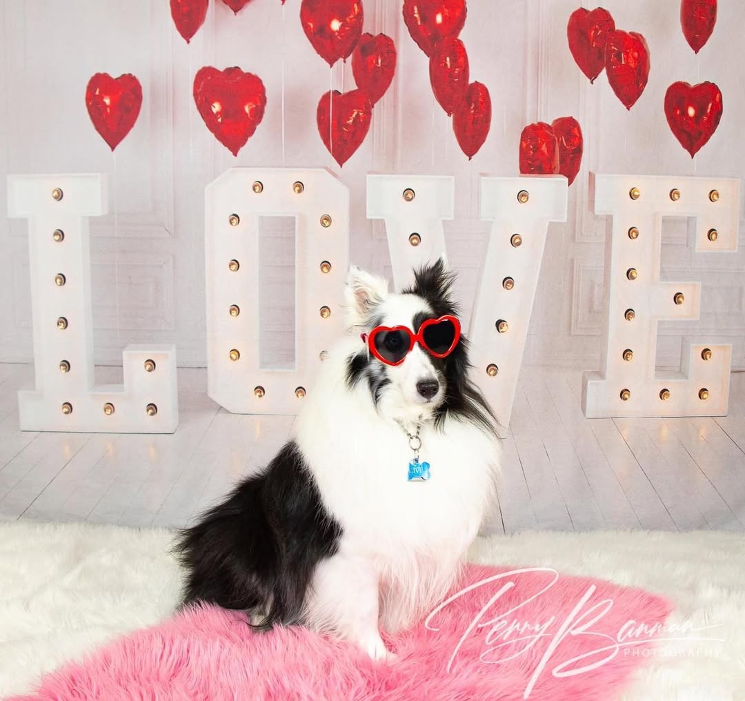 Valentine¡¯s Day Red Heart Balloons LOVE Backdrop SH-856