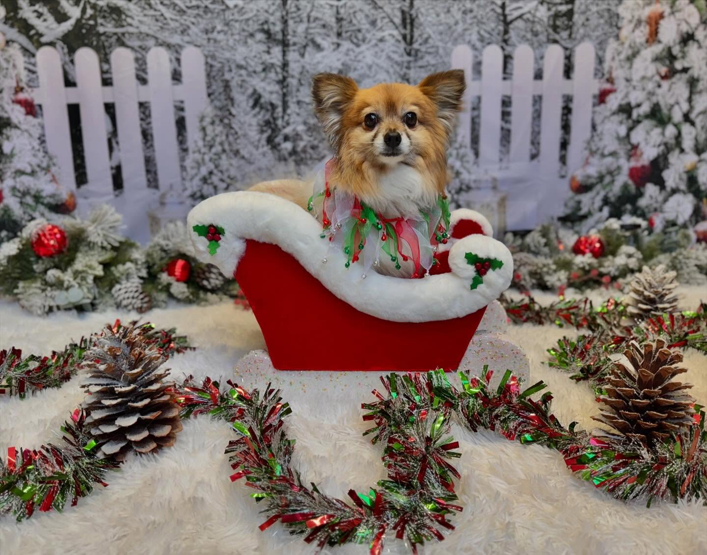 Frozen Forest Light Strings Christmas Backdrop D990