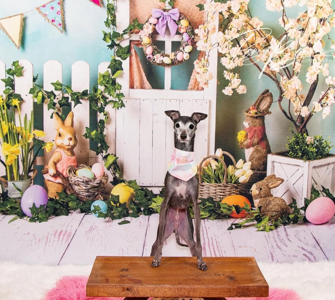 Easter Bunny Eggs Colorful Flowers Backdrop UK D1053