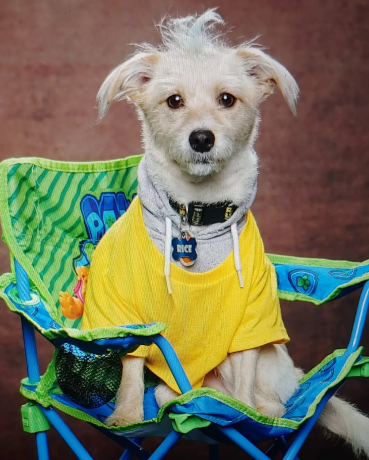 Abstract Black Brown Retro Texture Studio Backdrop for Photography DHP-498