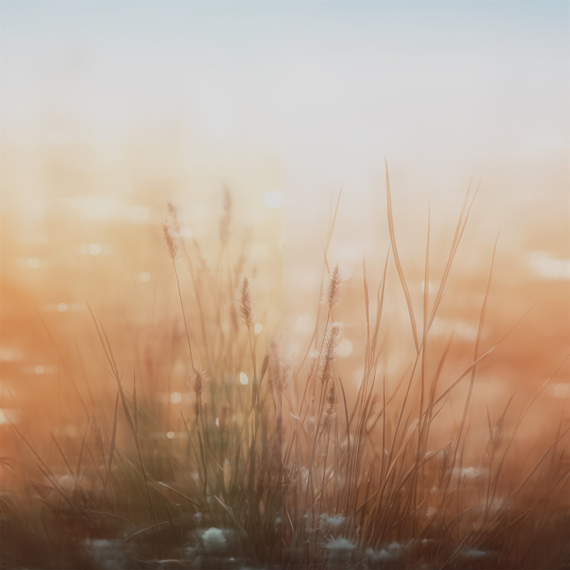 Portrait Photography Backdrops Soft Meadow Breeze Backdrop UK CSH4-202