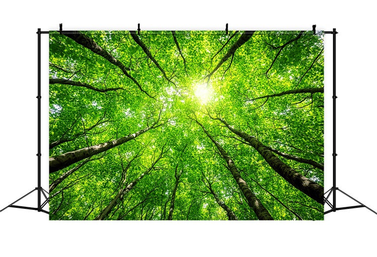 Photography Backdrops Forest Lush Tree Tops Sky Backdrop UK CSH4-90