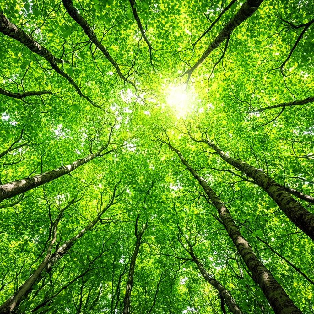 Photography Backdrops Forest Lush Tree Tops Sky Backdrop UK CSH4-90