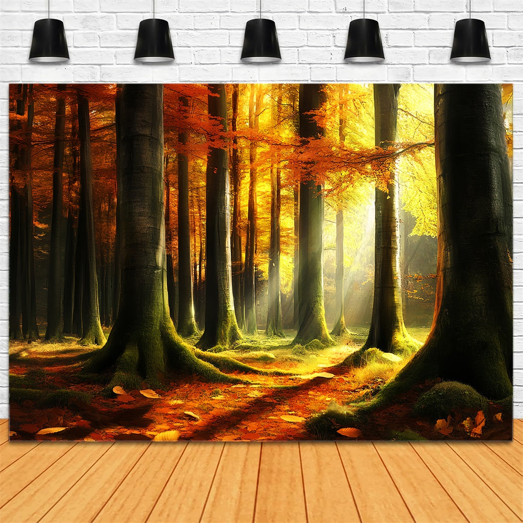 Autumn Nature Backdrop Mystic Light Autumn Woods Fall Photo Backdrop UK CSH58-231