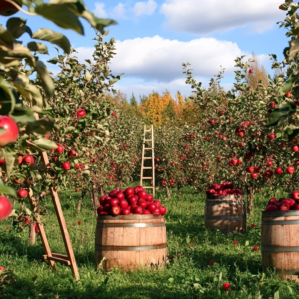 Fall Photo Backdrop Apple Harvest Orchard Backdrop UK CSH6-194