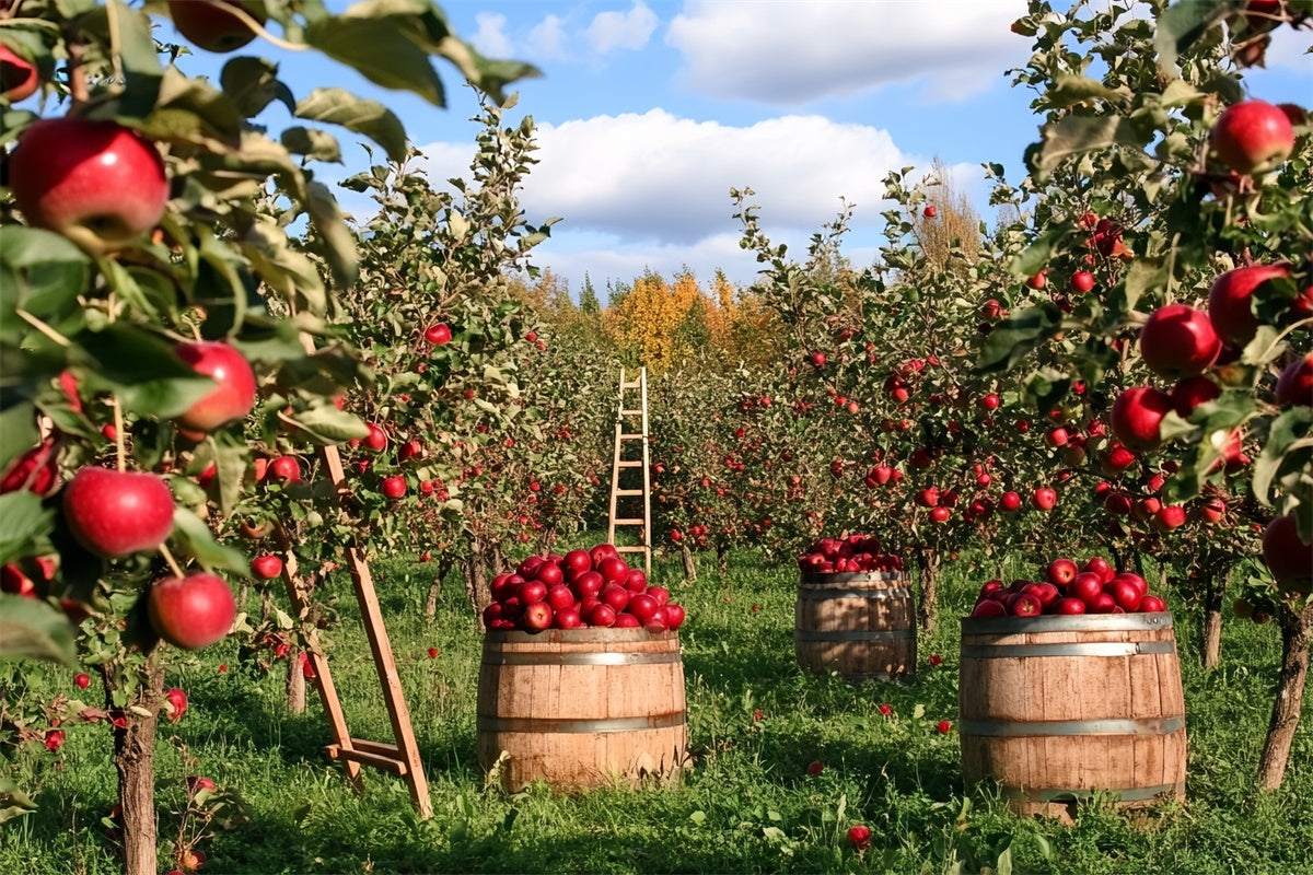 Fall Photo Backdrop Apple Harvest Orchard Backdrop UK CSH6-194