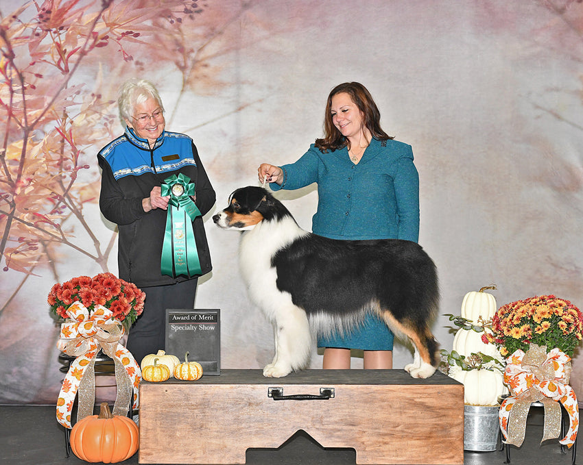 Swaying Flowers Blurry Abstract Backdrop D965