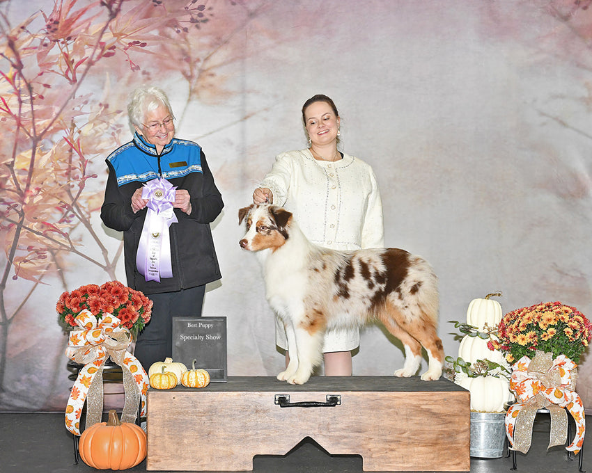 Swaying Flowers Blurry Abstract Backdrop D965