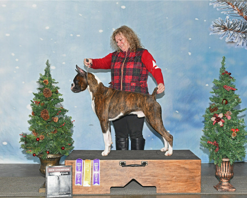 Snowflakes Bokeh Christmas Tree Photo backdrop UK DBD-19307