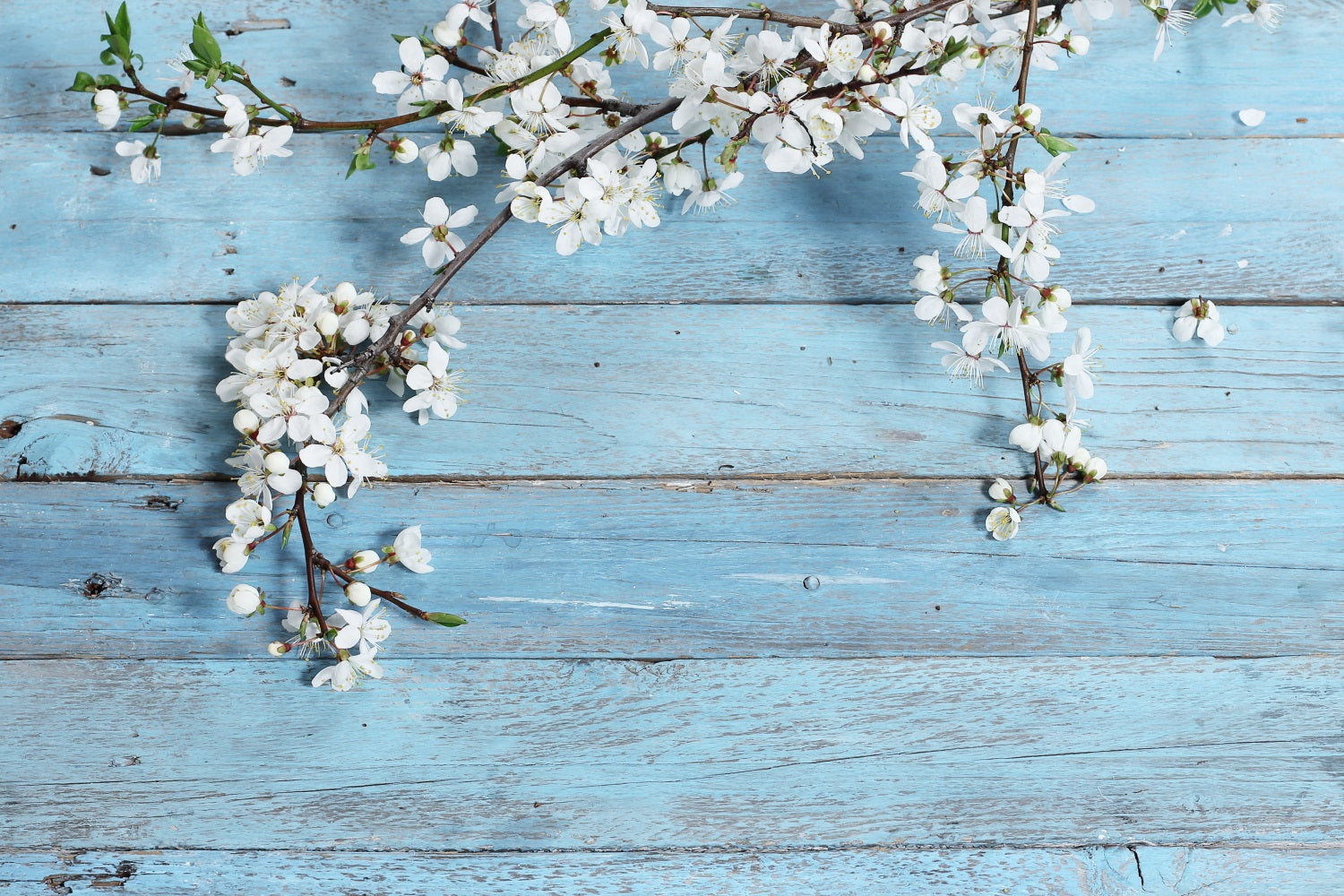 Rustic Wood Backdrop Floral Blue Backdrop UK GQ4-117