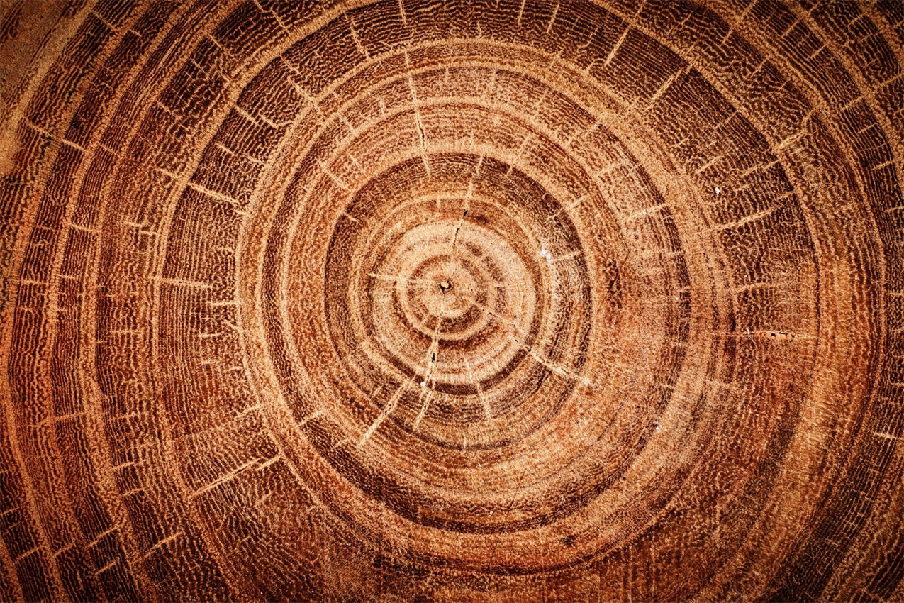 Real Wood Backdrop Tree Growth Rings Backdrop UK GQ4-132
