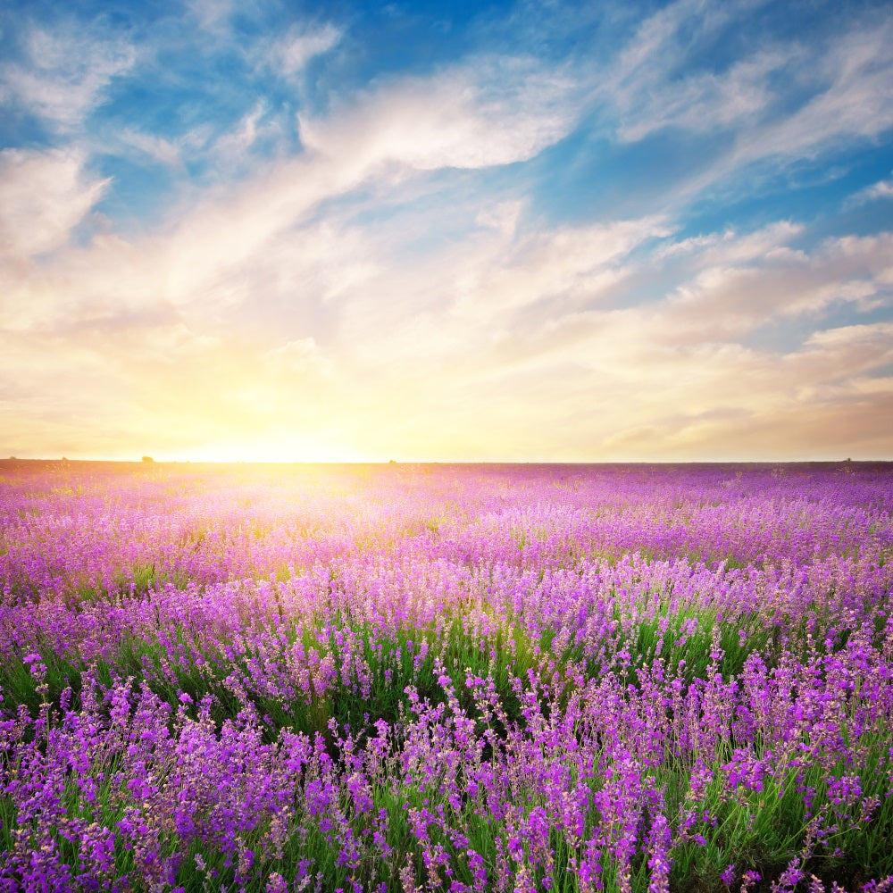 Lavender Backdrop Morning Bloom Floral Photography Backdrop UK GQ4-21