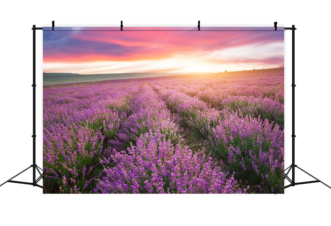 Purple Backdrop For Photography Sunset Lavender Rows Backdrop UK GQ4-22