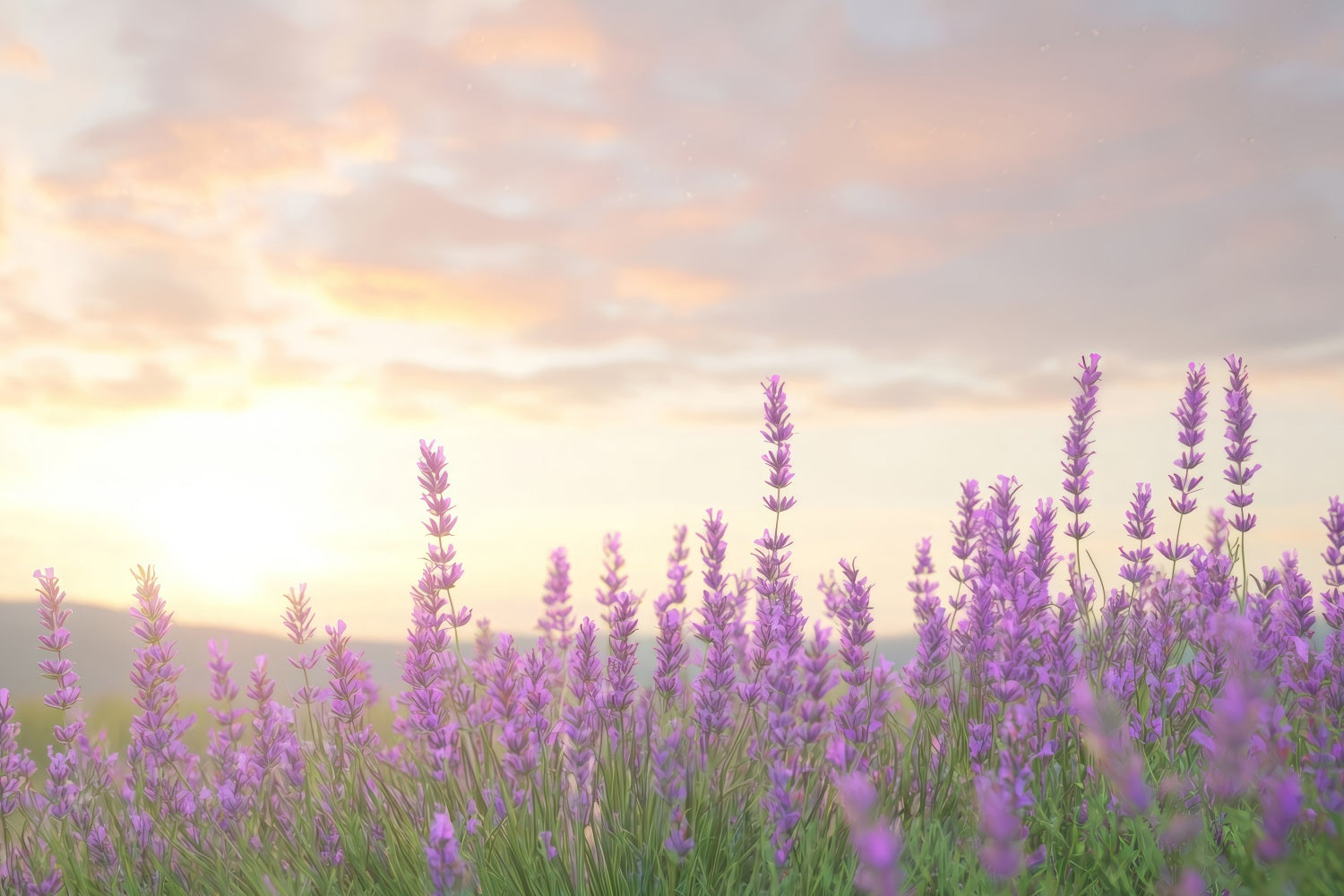 Lavender Backdrops Warm Glow Purple Flower Backdrop UK GQ4-33