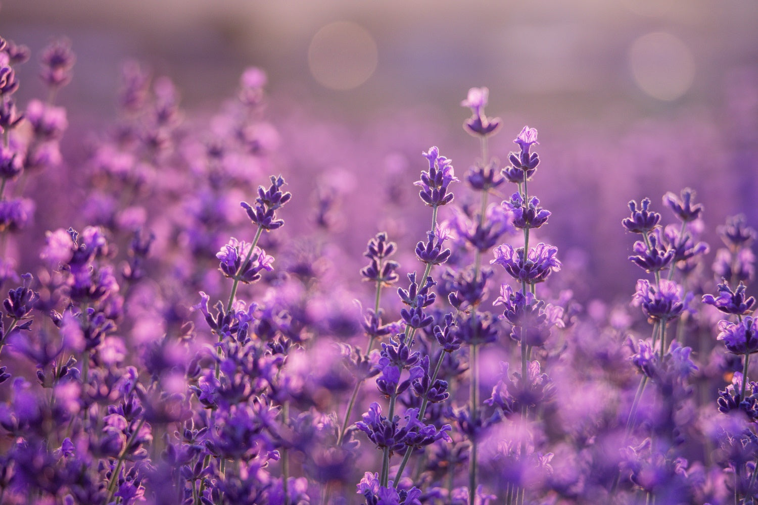 Purple Flowers Backdrop Gentle Violet Meadow Backdrop UK GTY3-32