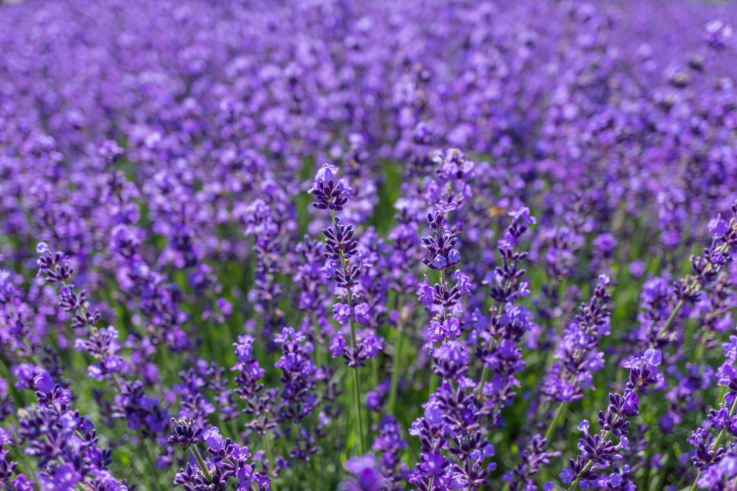 Flower Photo Backdrop Enchanting Lavender Expanse Backdrop UK GTY3-33