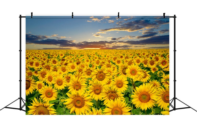 Sunflower Backdrops Golden Sunflower Sunset Field Summer Backdrop UK GTY3-381