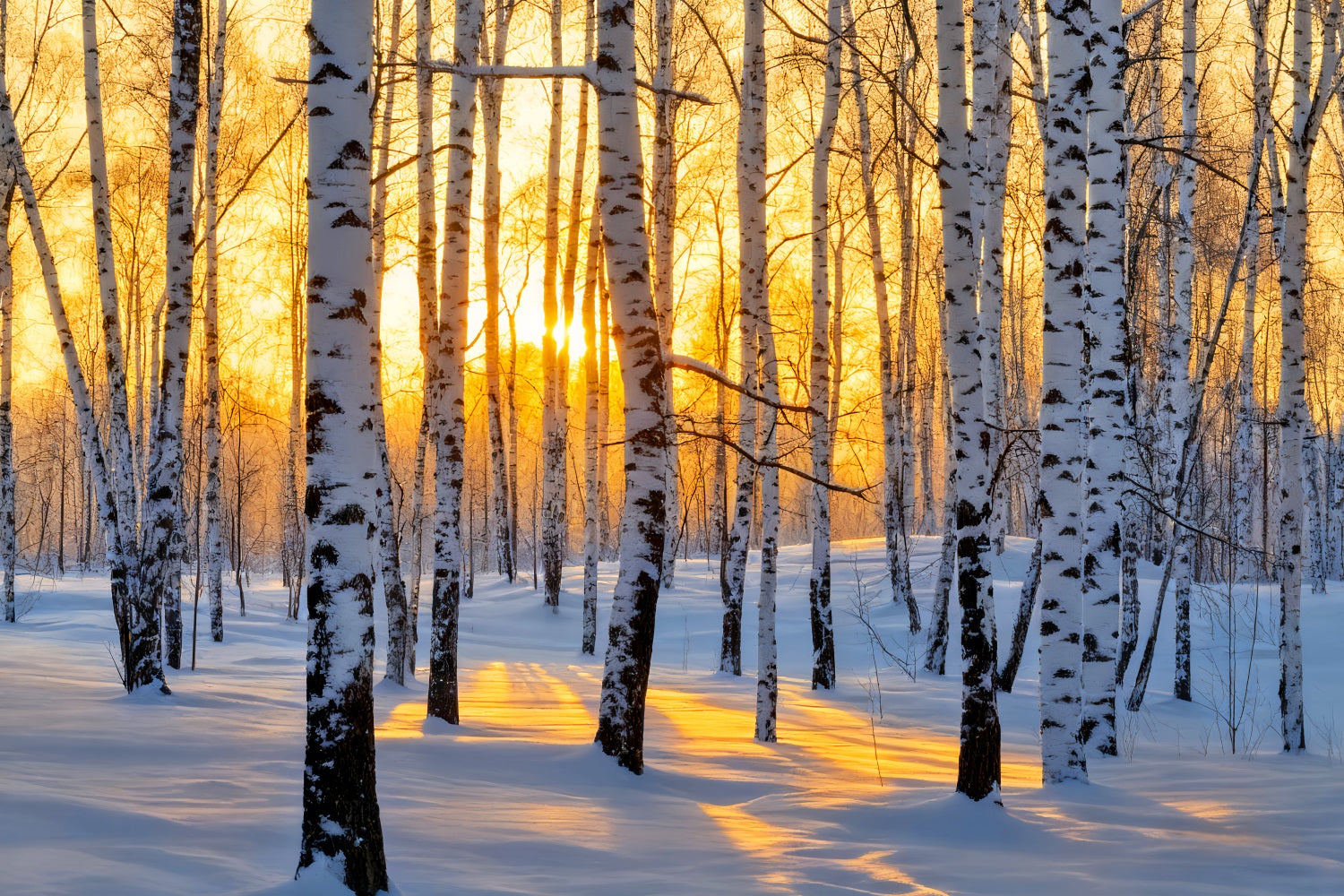 Winter Forest Backdrop Golden Sunrise Birch Wonderland Winter Backdrop UK LXX510-87