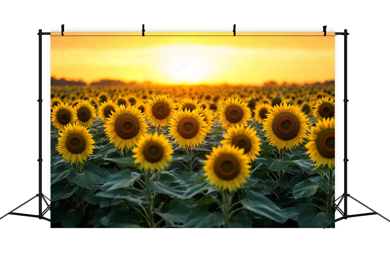 Fall Photo Backdrops Golden Sunflower Bloom Field Sunflower Backdrop UK LXX58-162