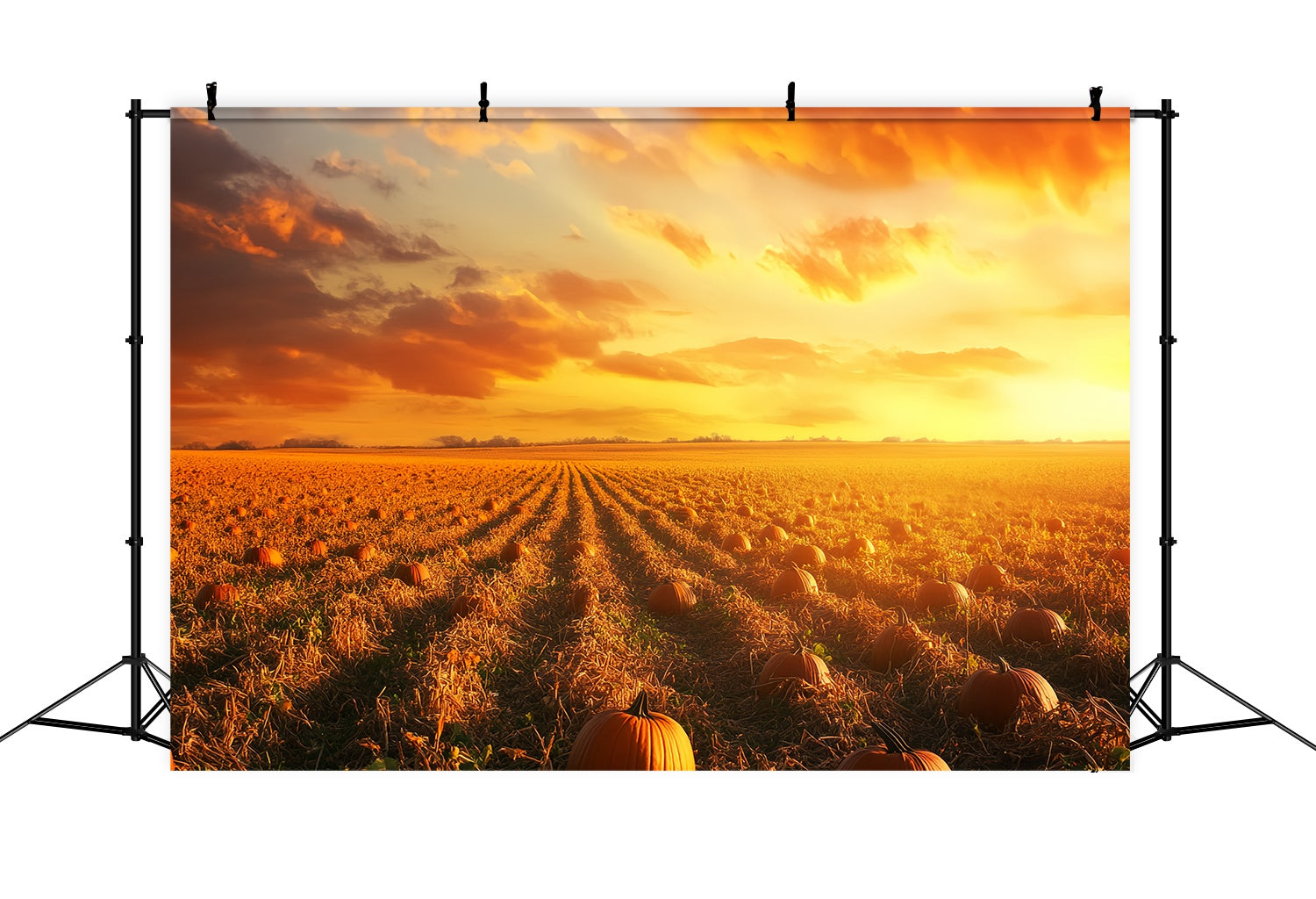 Fall Backdrop Pumpkin Rows Glowing Horizon Pumpkin Backdrop UK LXX58-167