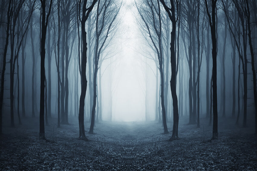 Mysterious Foggy Forest Halloween Backdrop M9-56