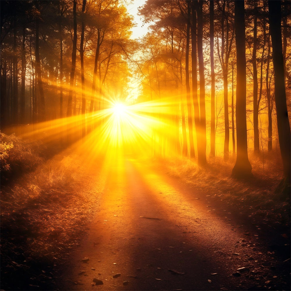 Fall Forest Backdrop Radiant Lightfall Trail Backdrop UK MRR7-103