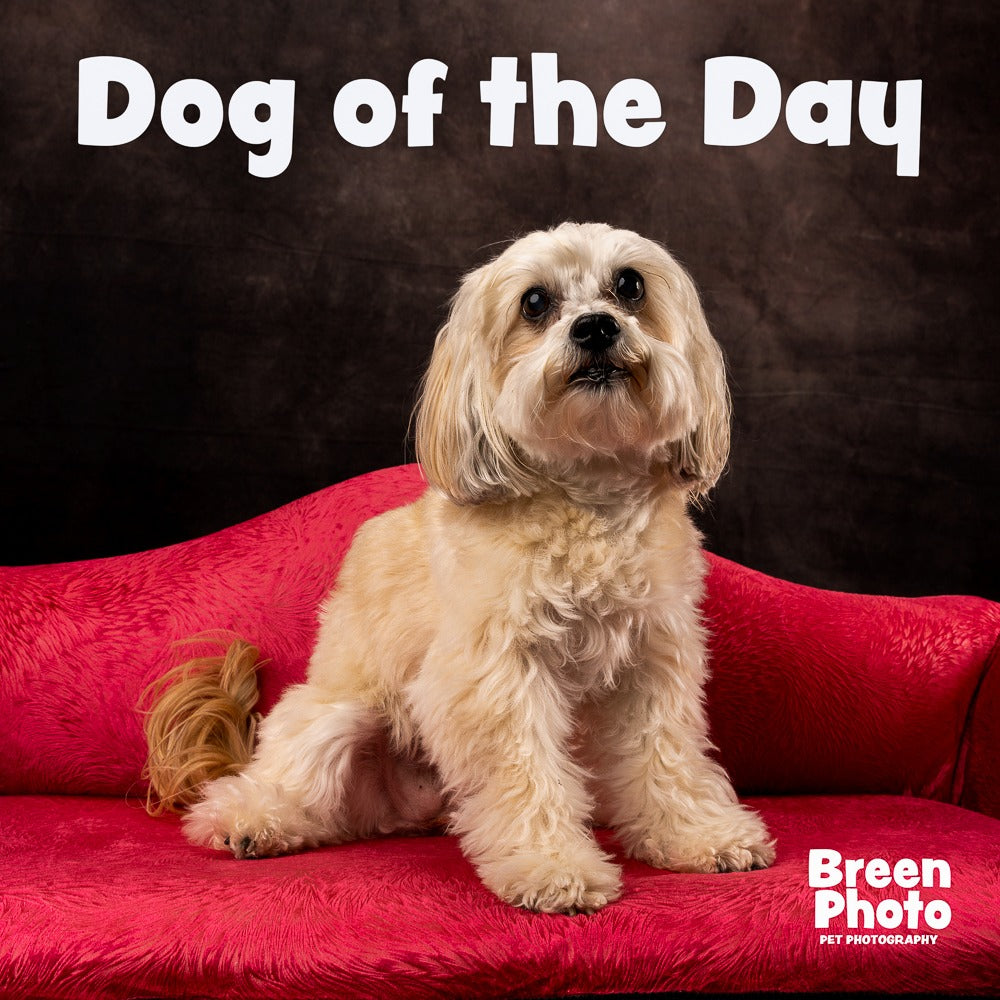 Abstract Brown Sweep Photo Booth Backdrop UK SH223