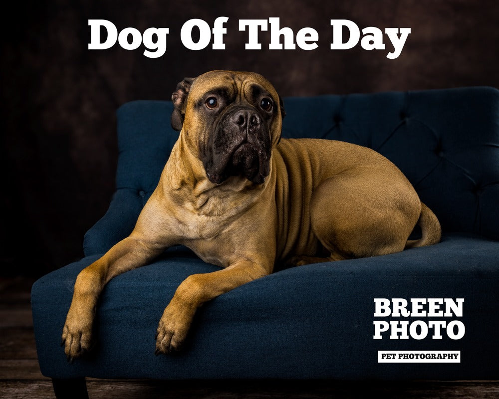 Abstract Brown Sweep Photo Booth Backdrop UK SH223