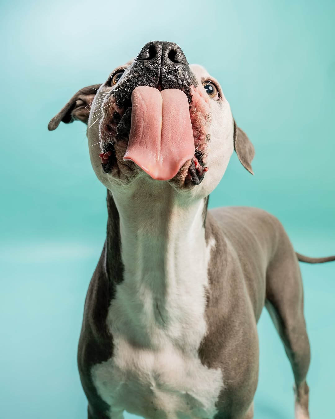 Solid Color Mint Green backdrop UK for Photo Booths SC35