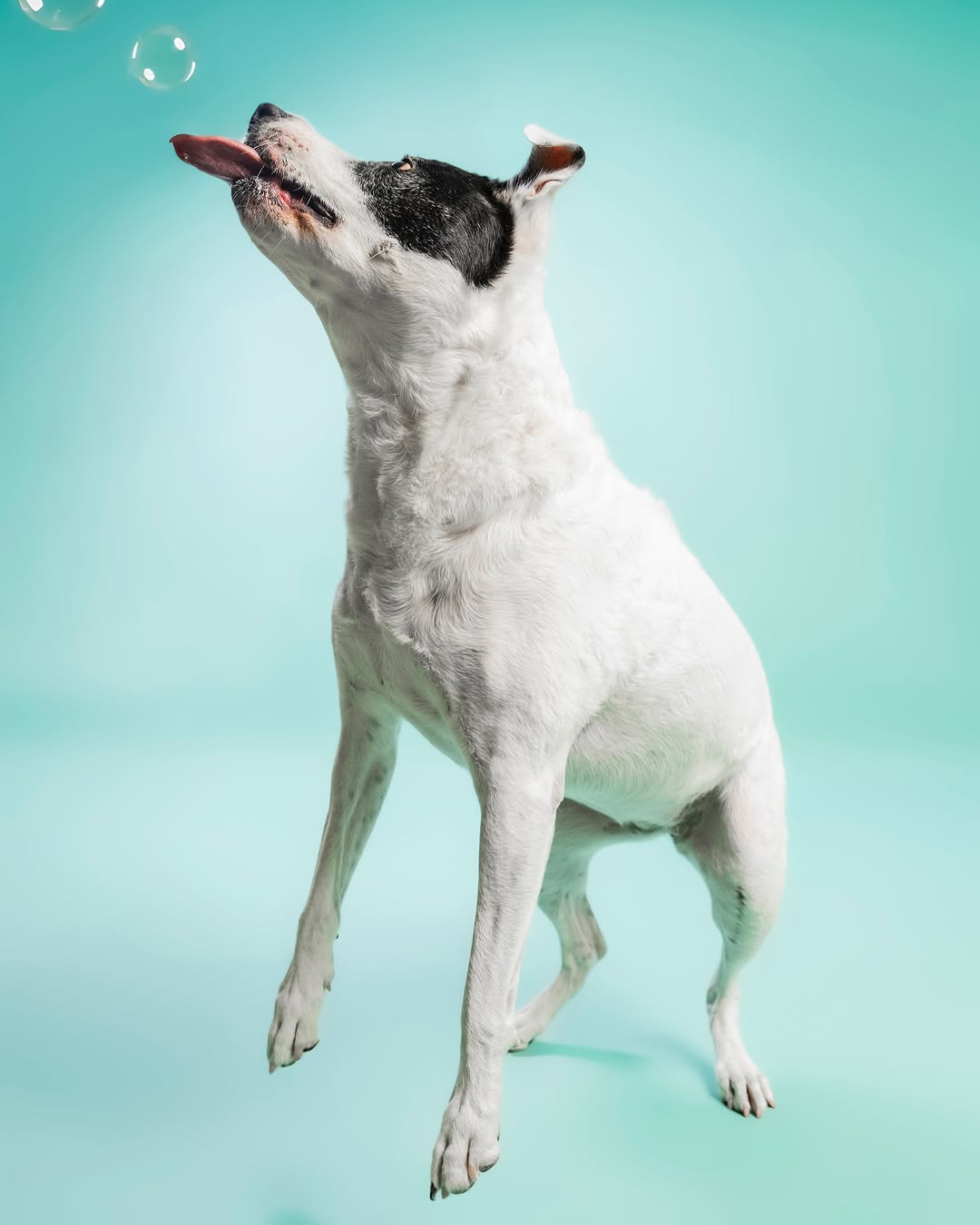 Solid Color Mint Green backdrop UK for Photo Booths SC35