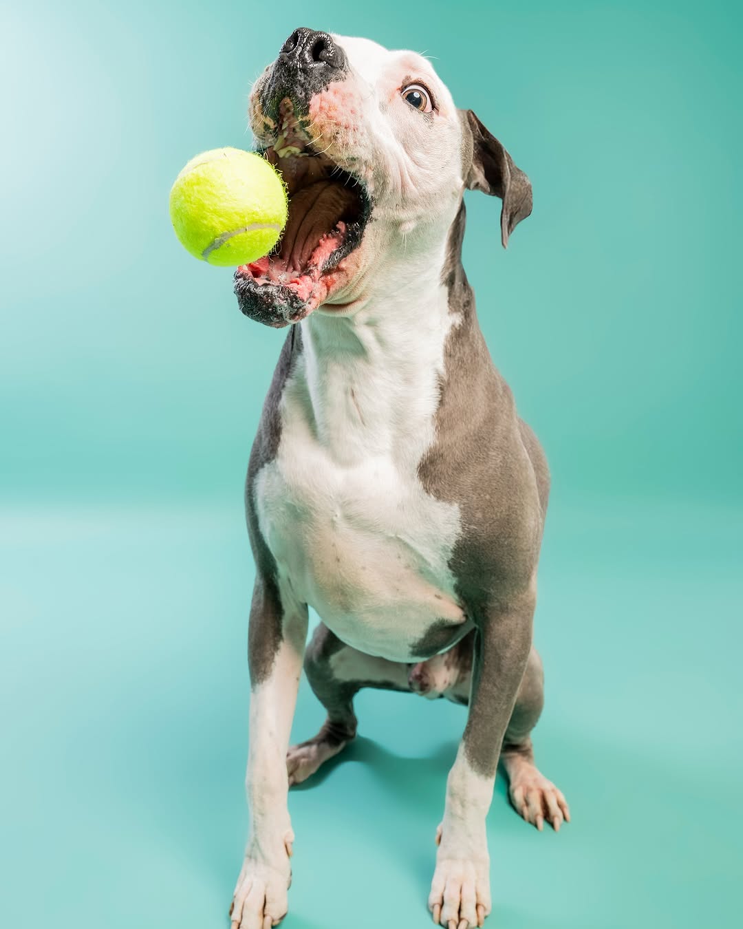 Solid Color Mint Green backdrop UK for Photo Booths SC35
