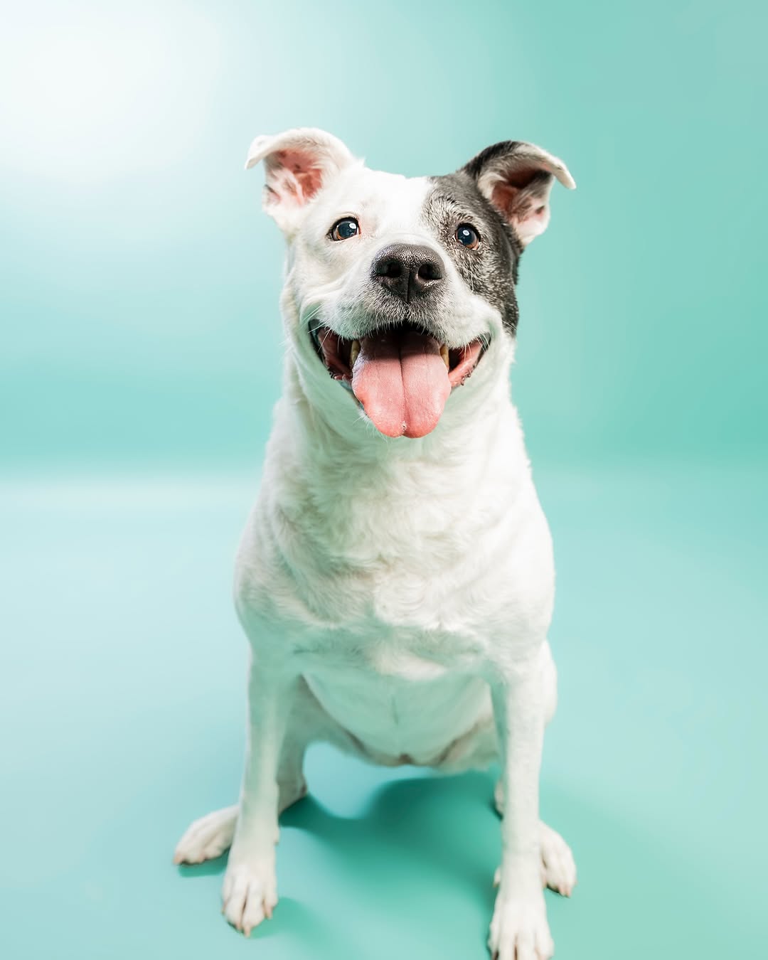 Solid Color Mint Green backdrop UK for Photo Booths SC35