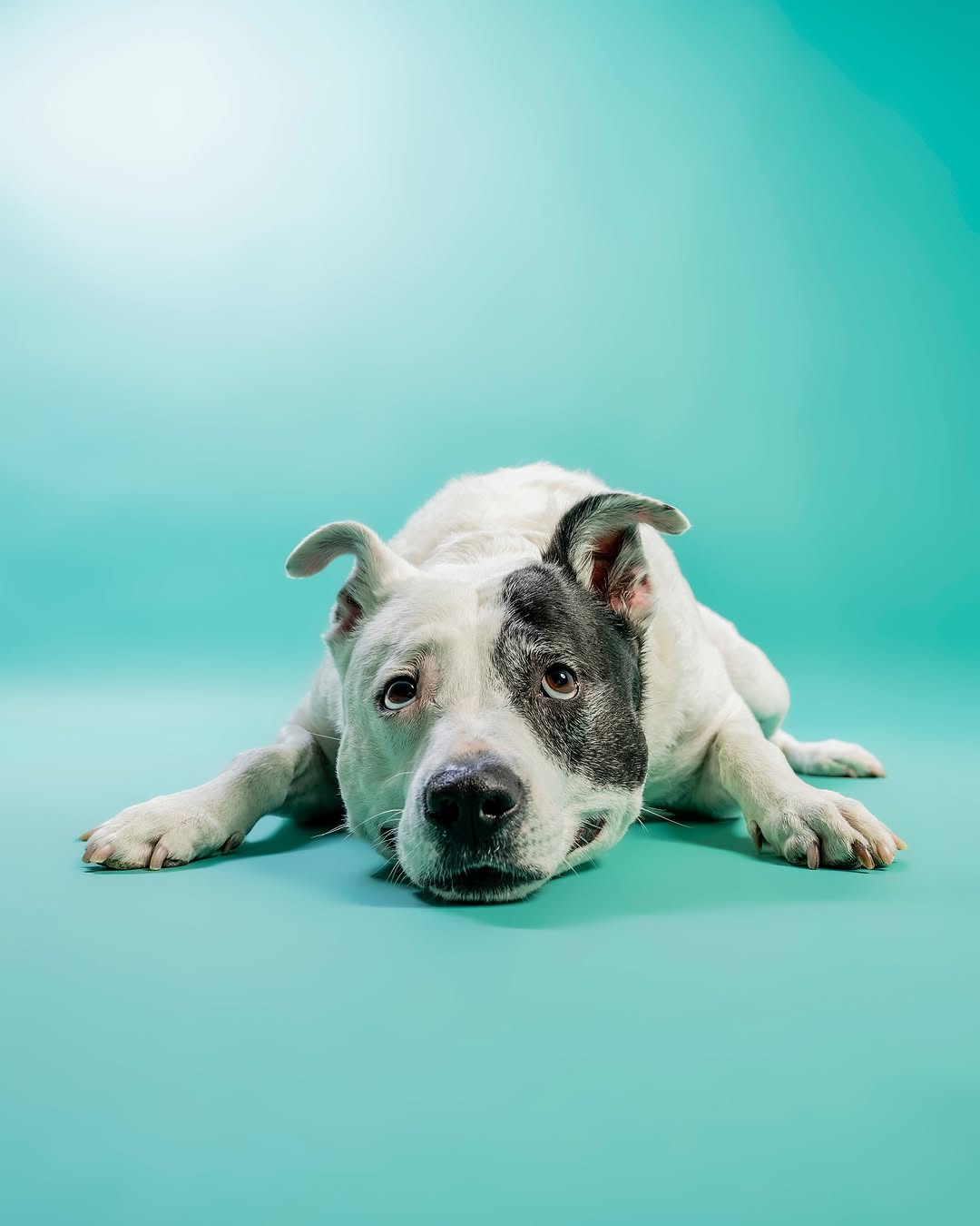 Solid Color Mint Green backdrop UK for Photo Booths SC35