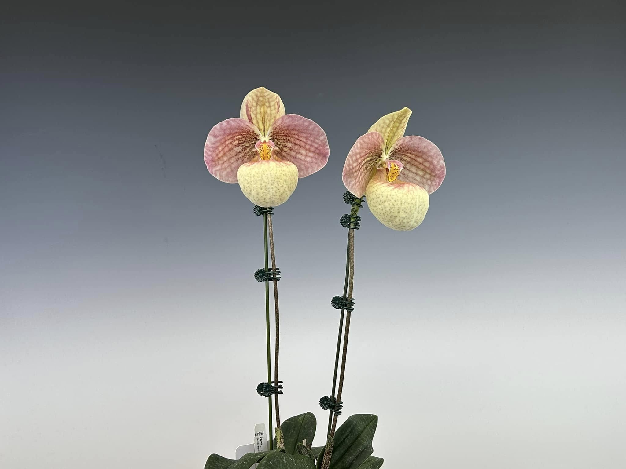 Dark Drey  Graduate to White Backdrops for Photographers Q1