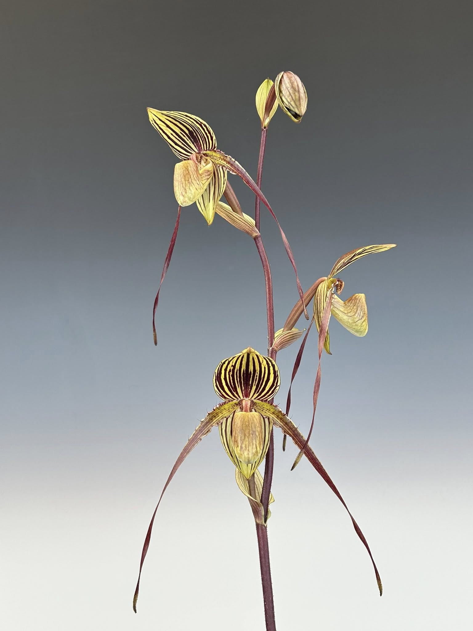 Dark Drey  Graduate to White Backdrops for Photographers Q1