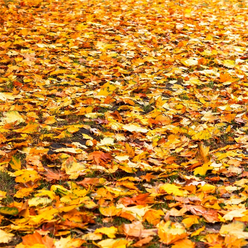 Floor Backdrop Photography Golden Fall Leaves Floor Backdrop UK TWW57-10