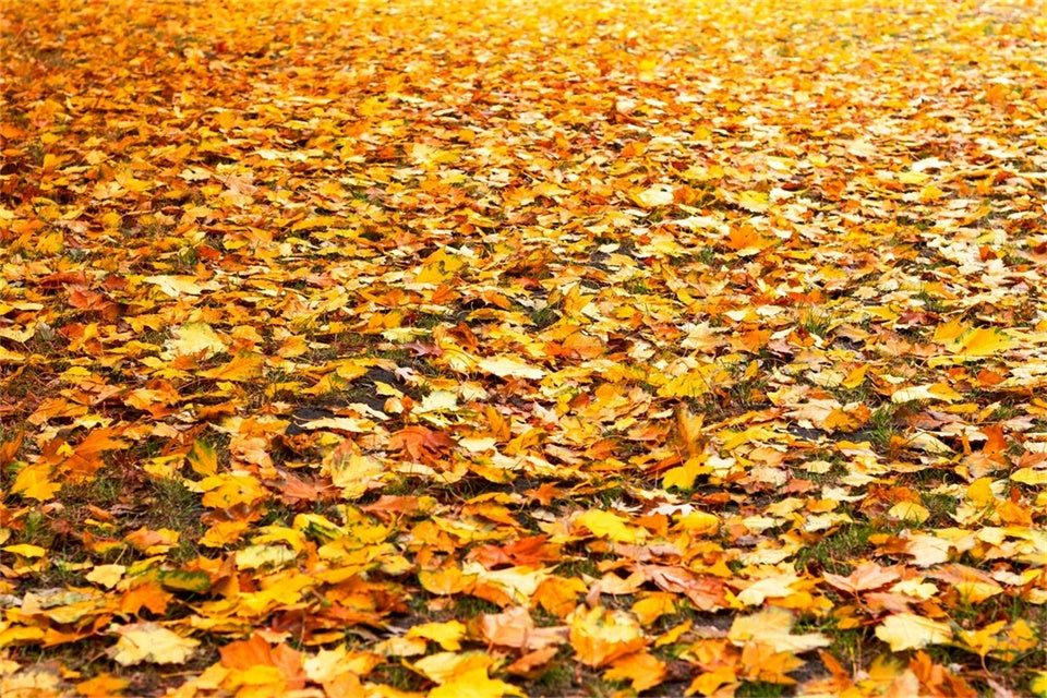 Floor Backdrop Photography Golden Fall Leaves Floor Backdrop UK TWW57-10