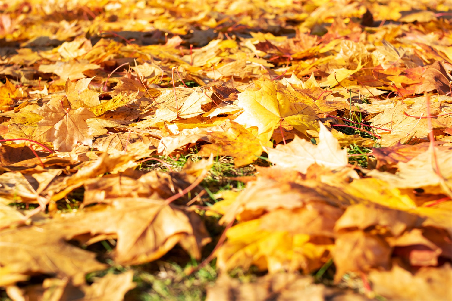 Photography Floor Backdrop Bright Leaves Floor Backdrop UK TWW57-18