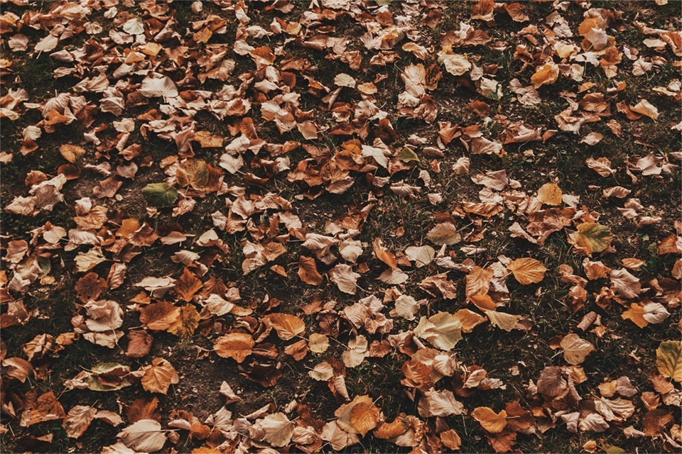 Backdrops And Floors Woodland Dry Leaf Floor Backdrop UK TWW57-19