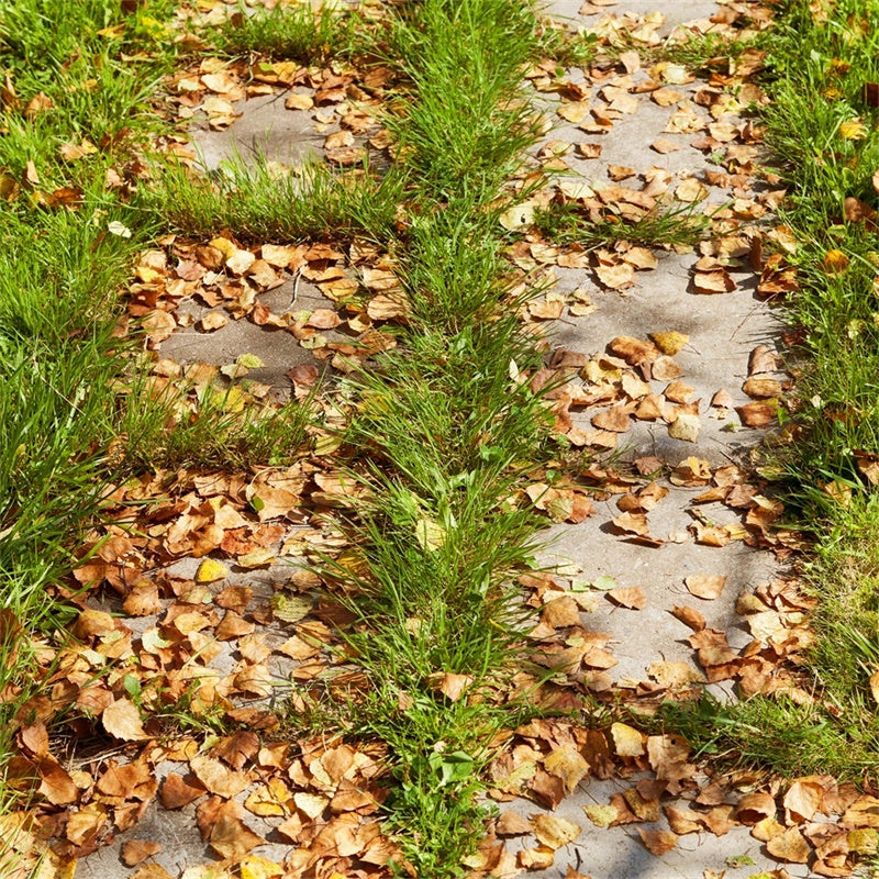 Photo Backdrop Floor Autumn Leaf Pathway Floor Backdrop UK TWW57-25