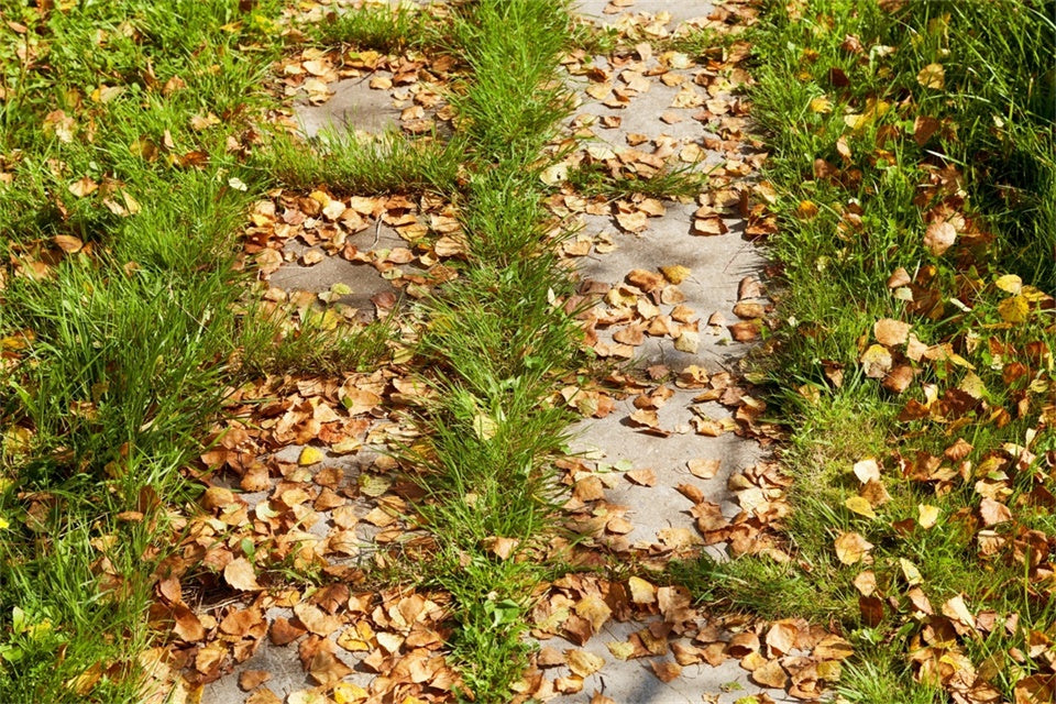 Photo Backdrop Floor Autumn Leaf Pathway Floor Backdrop UK TWW57-25
