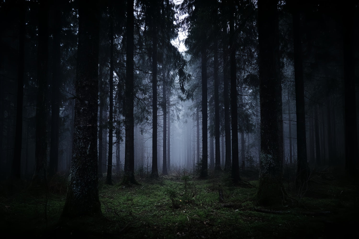 Spooky Forest Backdrop Dark Misty Pine Woods Dark Forest Backdrop UK TWW59-132