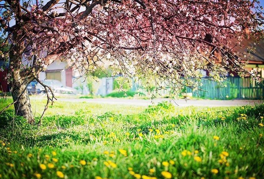 Flowers Green Grass Spring Photography Backdrop G-523