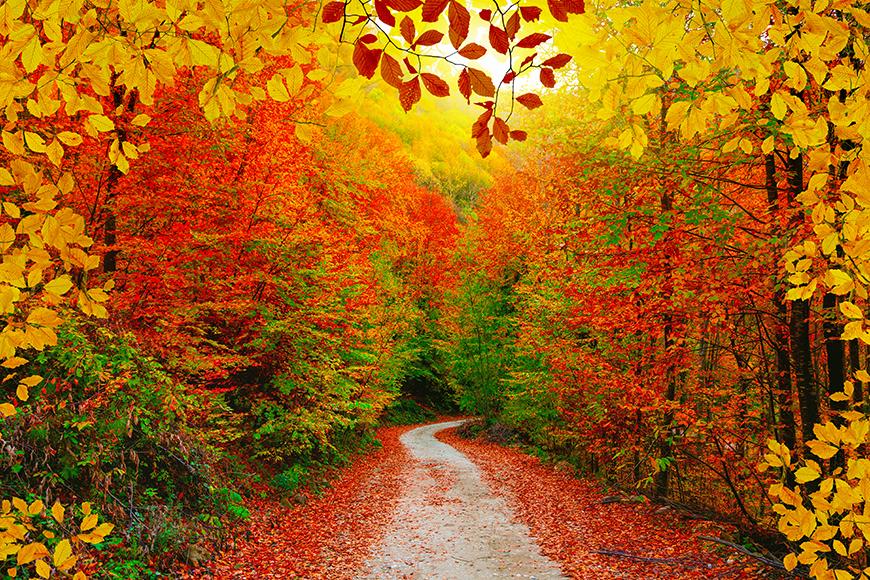 Fall Backdrop Yellow Leaves Background for Photography