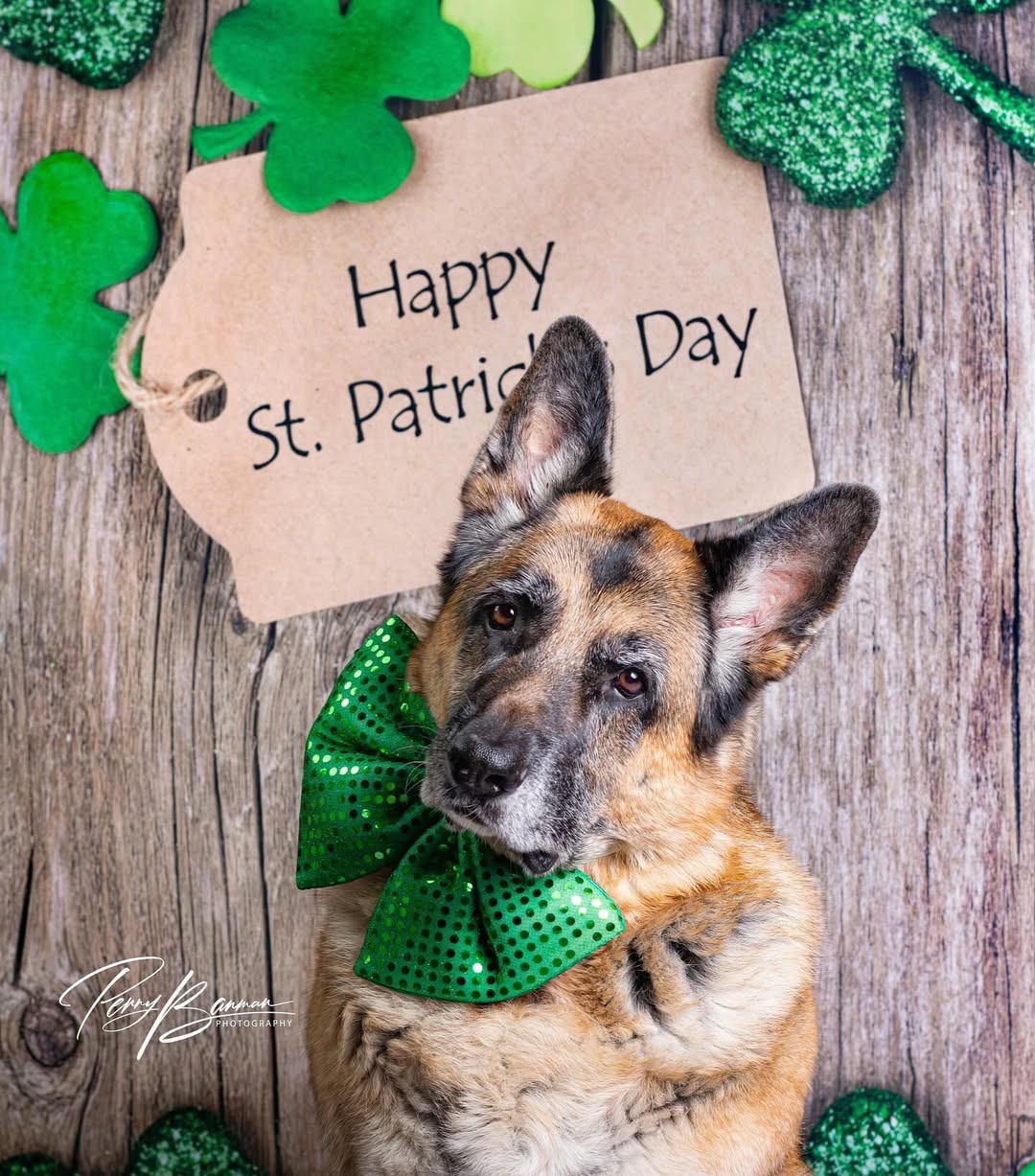 Happy St. Patrick's Day Wood Clover backdrop UK G7